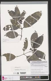 Image result for Psychotria djumaensis