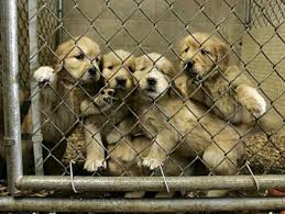 Take the time now to find a shelter, rescue, or. Aldermen Approve Revised Plan To Close Loophole In Anti Puppy Mill Ordinance Restricting Sales Of Dogs Cats And Rabbits At Pet Stores Cbs Chicago