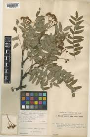 Image result for Pycreus cuanzensis