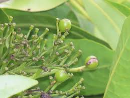 Image result for Pavetta edentula