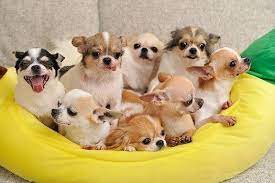 The Chihuahua Clan Love The One With His Tongue Hanging Out The Side 3 Cute Chihuahua Chihuahua Puppies Puppies