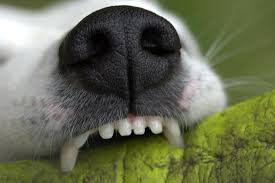 Die folgende tabelle zeigt, wann die milchzähne ihres kindes (auch milchzähne oder milchzähne genannt) ausbrechen und abfallen sollten. Wie Viele Zahne Hat Ein Hund Irish Pure Infos