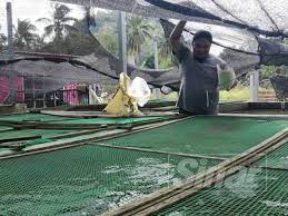 Makanan ikan keli untuk cepat besar penternakan ikan keli. Oku Ada Diploma Jadi Penternak Ikan Keli Berjaya