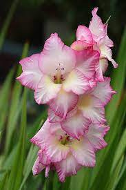 Forgiveness Represents Symbolizes Gladiolus Gladiolus Character Strength Healing Purity While Whit August Birth Flower Birth Flowers Flower Meanings