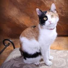 Calico Cat Facts To Know - Calico Cat Facts To Know