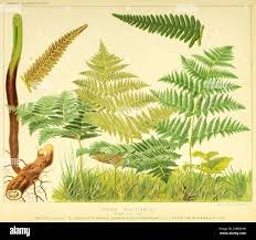 Image result for Dennstaedtiaceae