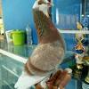 Merpati Terbang