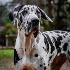 She is healthy, heartworm negative, and has been spayed. Do You Know All 9 Of The Great Dane Colors K9 Web