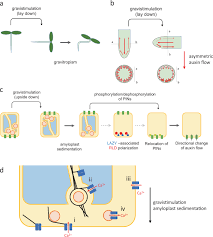 These carbohydrates form a network along with structural proteins to form the cell wall. Gravity Sensing In Plant And Animal Cells Npj Microgravity