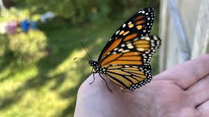 Alxsofiax naked the lady is proficient and wants to perform