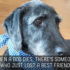 Prayers, poems, and quotes to celebrate a pet's life when you experience the loss of a pet, spiritual writings can be helpful in offering comfort. Pet Sympathy Messages Condolences For Loss Of Dogs Cats And Other Pets Pethelpful