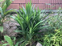 Artisans collect the leaves from plants in the wild, cutting only mature leaves so that the plant will naturally regenerate. Pandan Leaves Uses Health Benefits And Storage New Malaysian Kitchen