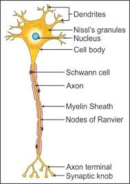 draw a labelled diagram of a neuron biology