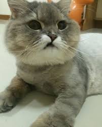 The forelegs will be set under dog and feet under his withers, not under ears. Meet Bone Bone The Enormous Fluffy Cat From Thailand That Everyone Asks To Take A Picture With Bored Panda