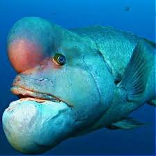 Check spelling or type a new query. Asian Sheepshead Wrasse Semicossyphus Reticulatus Pesquisa Google Cool Sea Creatures Deep Sea Creatures Ocean Creatures