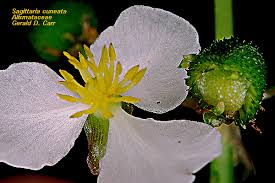 Image result for Alismataceae