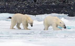 That's because polar bears are found in the arctic circle region of the northern hemisphere. Polar Bear Facts And Adaptations Ursus Maritimus