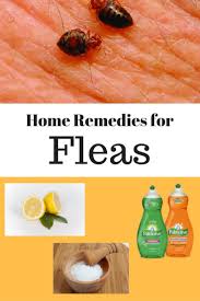 Home Remedies For Fleas Home Remedies For Fleas Flea Remedies Home Remedies