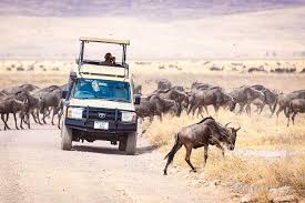 African animals interesting and their pictures show what they look like. Top 32 African Safari Animals A Photo Guide Passport Pixels