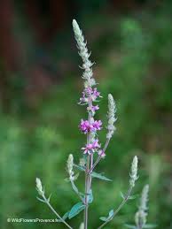 Image result for Salacia luebbertii