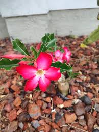 Image result for Ipomoea welwitschii