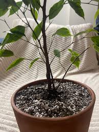 Image result for Ficus benjamina