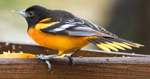 Black Bird With White Tipped Wings And Tail Male Baltimore Oriole Has A Slender Body Shape With A Sharp Pointed Bill Bright Orange Underparts With A Feeding Birds In Winter Ohio Birds Baltimore Orioles