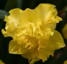 Hoot Owl Hollow Nursery Spring Flower Photos Spring Flowers Flowers Flower Photos