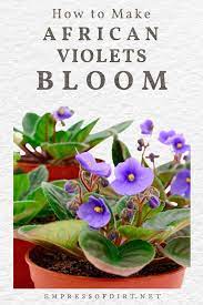 Sweet violets also are known as english violet, garden violet, and florist's violet. How To Make African Violets Bloom Rebloom