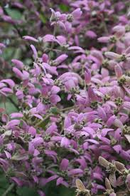 Image result for Congea