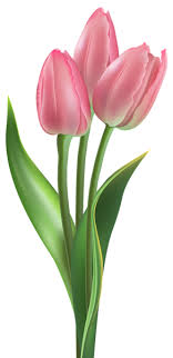 Soft Pink Tulips Png Clipart Image Cicekli Desenler Sanatsal Resimler Zen Cizimleri