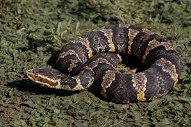 Image result for Agrostis taylorii