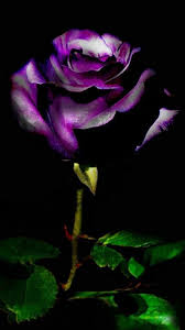 Shop them on better homes & gardens. Deep Purple Rose Prettyflowers Me