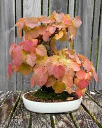 It can be merged into mystical autumn tree. Gaspard Auteur Sur Nature And Garden Page 10 Of 28