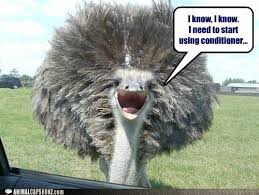 Bird With Crazy Hair Meme Pin By Stephanie Tanielian On Mai Lolz Animals Funny Animals Animal Jokes Funny Animal Pictures