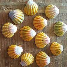 Hawaiian Sunrise Shell Moonrise Shell Bulk Hawaiian Etsy Gifts For Surfers Sea Shells Seashells For Sale