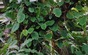 Image result for Begonia elaeagnifolia