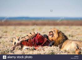 Etosha National Park Namibia Male Lion Panthera Leo Eating Zebra Black Backed Jackal In Background Stock Photo Alamy