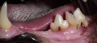 Periodontal diseases are mainly the results of infections and inflammation of the gums and bone that surround and support the teeth. Feline Dental Disease