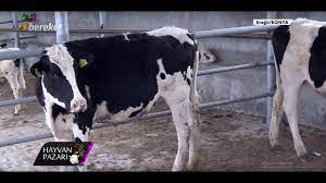 Bereket medya grubu, tarım ve hayvancılık sektöründe sunduğu hizmetlerle saygın ve yükselen bir markadır gıda. Hayvan Pazari 2 Adet Holstein Duve Fiyati Konya Eregli Youtube