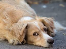 Es sind einzellige parasiten (protozoen), welche die schleimhaut des dünndarmes schädigen. Diagnose Und Behandlung Giardien Beim Hund