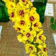 Questa suddivisione è chiaramente in parte imprecisa. Pin Su Fiori Fleures