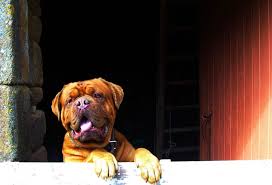 In order to know the given name of a. The 190 Best Dog Names That Start With P For 2020 The Dog People By Rover Com