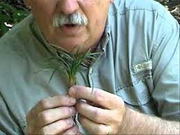 Mondo grass is usually used as a cover for the ground and it can spread through tuberous roots and stolons. Dwarf Mondo Grass Divisions Youtube