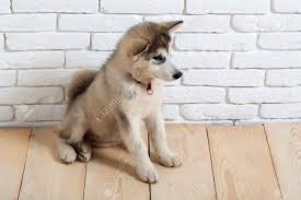 Achten sie auf bis zu acht verschiedene hunde als junger hund untergebracht manager newcomer, sind sie allein verantwortlich für die hundefamilie, die wirklich zu ihnen gehört. Nette Entzuckende Husky Welpen Hund Haus Haustier Mit Schwarzer Nase Und Grauen Weichen Fell Auf Vintage Holz Fussboden Sitzt Auf Stein Weisse Wand Hintergrund Lizenzfreie Fotos Bilder Und Stock Fotografie Image 65704087