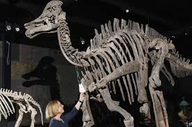 Dinosaurios subastados: 12 hallazgos históricos que se vendieron ...