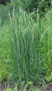 Image result for Moorochloa eruciformis