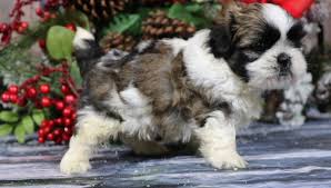 Aww Toby A Male Akc Shih Tzu Puppy For Sale In Nappanee Indiana Vip Puppies Puppies Socializing Dogs Puppies For Sale