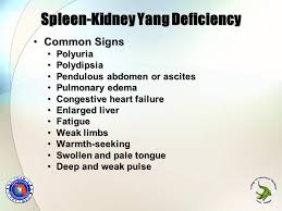 How To Support Endocrine Disorders With Tcvm Food Therapy Ppt Video Online Download