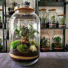 Indoor gardening, especially terrariums, does not require much care and attention. Bonsai Microforest Ficus Surrounded By Moss Terrarium From Capsulegardens Berlin Bonsai Ficus Mo Bonsai Terrarium Garden Terrarium Terrarium Centerpiece